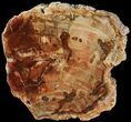Petrified Wood (Araucaria) Slice - Madagascar #69428-1